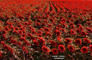 Minden nekünk ragyog...